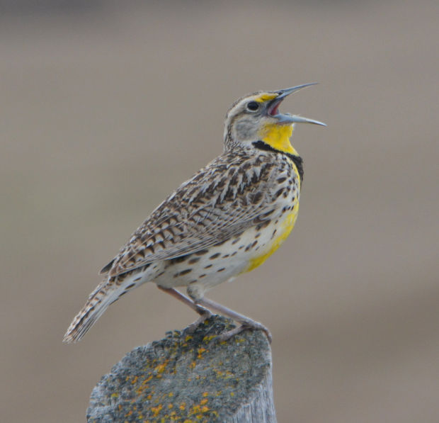 Birds